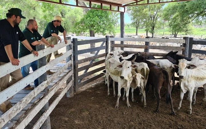 Ação inédita de MS e Paraguai recupera 230 bovinos roubados de fazenda em Corumbá