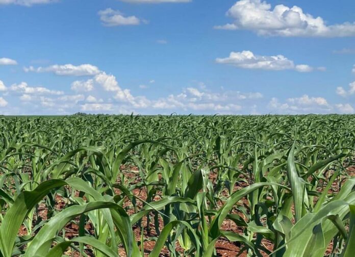 Mato Grosso do Sul semeou 1,8 milhão de hectares de milho segunda safra_660b23c7e0272.jpeg