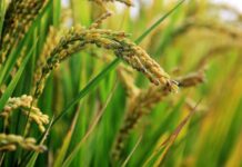 Arroz germinado tem mais nutrientes, diz pesquisa