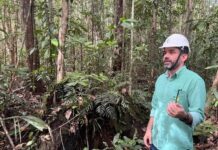Mercado de carbono atrai capital para o setor florestal, diz Symbiosis