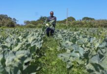 Milho, açúcar, soja: saiba quais alimentos serão afetados pelo El Niño