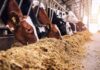 Aumento em estoque público para alimentação animal é sancionado