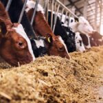 Aumento em estoque público para alimentação animal é sancionado