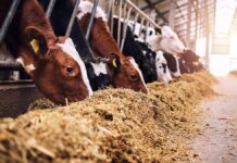 Aumento em estoque público para alimentação animal é sancionado
