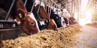 Aumento em estoque público para alimentação animal é sancionado