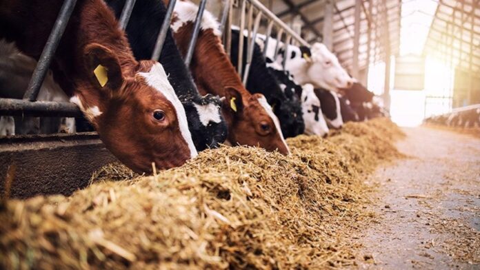 Aumento em estoque público para alimentação animal é sancionado_6a8c4db35b9c5.jpeg