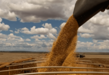 China desenvolve modelo de IA voltado para produção de soja