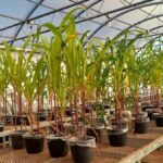 Fertilizante mineral com aditivo biológico melhora cultivos