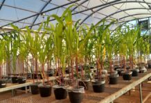 Fertilizante mineral com aditivo biológico melhora cultivos