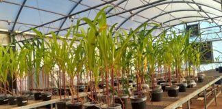 Fertilizante mineral com aditivo biológico melhora cultivos