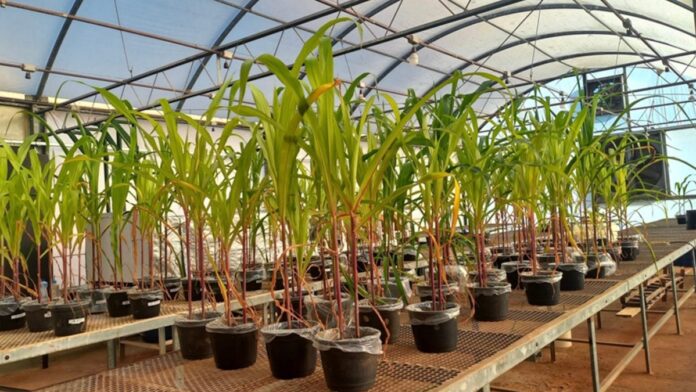 Fertilizante mineral com aditivo biológico melhora cultivos_6a89ab0259c14.jpeg