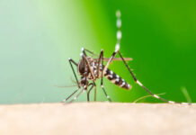 Mato Grosso do Sul registra 10.041 casos confirmados de chikungunya