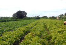 Nova plataforma da USP otimiza manejo de água na agricultura