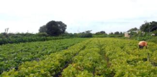 Nova plataforma da USP otimiza manejo de água na agricultura
