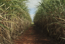 Safra de cana-de-açúcar deve crescer 4,7% ante 2025/26