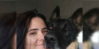 Veterinária morre após ser atacada por cão do canil do Senado Federal